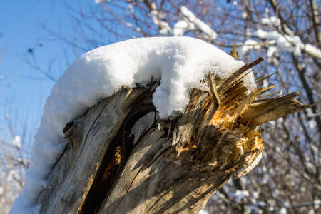 Winter nature under the first snow on a sunny dayの写真素材