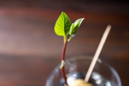 The avocado sprout grows from the seed in a glass of water. A living plant with leaves, the...