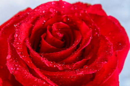 Red rose petals with rain drops closeup. Red Roseの写真素材