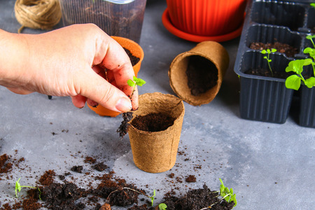Transplanting, planting, sprinkling seedlings on a gray concrete background