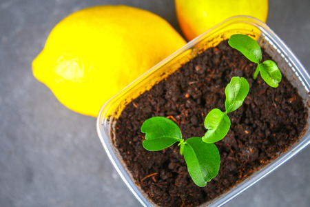 A green sprout of lemon in a pot. Seedling from the bones. Ripe lemon fruit next to a treeの写真素材