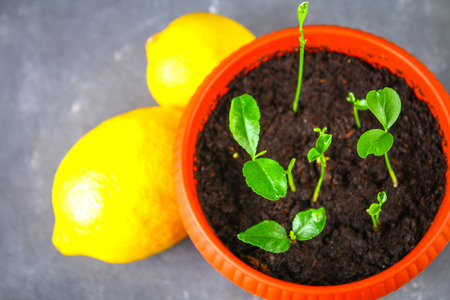A green sprout of lemon in a pot. Seedling from the bones. Ripe lemon fruit next to a treeの写真素材
