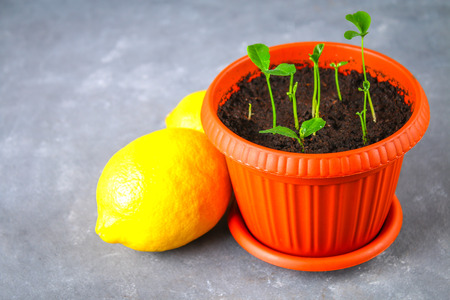 A green sprout of lemon in a pot. Seedling from the bones. Ripe lemon fruit next to a treeの写真素材