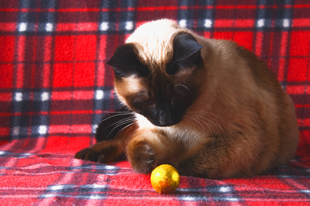 Siamese Thai cat on a red plaid with Christmas toys, decor, ornaments. A cat is playing with toysの写真素材