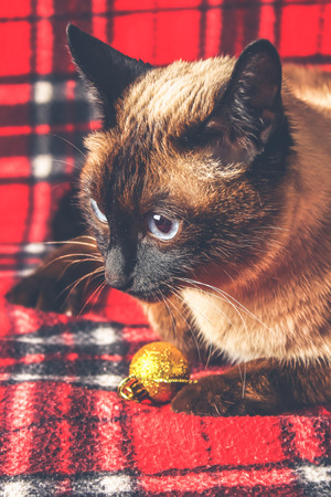 Siamese Thai cat on a red plaid with Christmas toys, decor, ornaments. A cat is playing with toysの写真素材