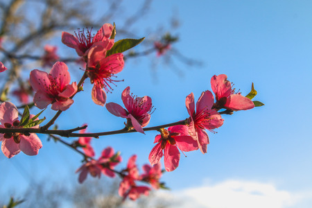 Pink beautiful flowers of a peach tree on a sunny dayの写真素材