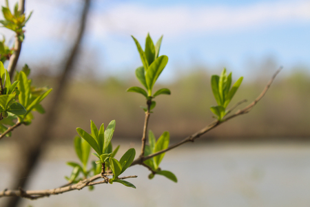 The first spring gentle leaves, buds and branches macro backgroundの写真素材