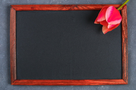 Pink tulip on a gray concrete background and chalk boardの写真素材