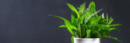 Fresh homemade green peppermint on a gray dark concrete table