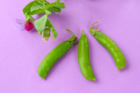 Peas, pods, leaves and pea flowers on a light pastel background. Floral layoutの写真素材