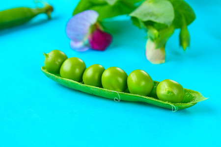 Peas, pods, leaves and pea flowers on a light pastel background. Floral layoutの写真素材