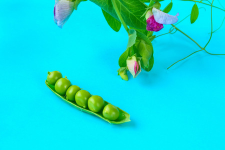 Peas, pods, leaves and pea flowers on a light pastel background. Floral layoutの写真素材