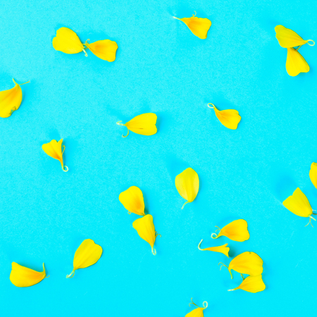 Petals of a yellow flower on a pastel blue backgroundの写真素材