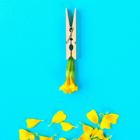 Withered flower on the dressing-gown with an inflorescence down and petals of a yellow flower on a...
