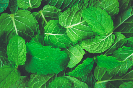 Texture of green peppermint leaves. Background, postcardの写真素材