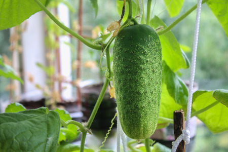 A fresh green balcony cucumber hangs on a branchの写真素材