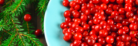 Cowberry, foxberry, cranberry, lingonberry on a blue ceramic dish on a brown wooden table. Surrounded by fir branches.の写真素材