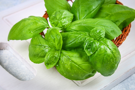 Green home basil, spicy herb in a basketの写真素材