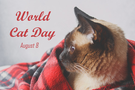 World Cat Day. 8 August. An adult Siamese catの写真素材