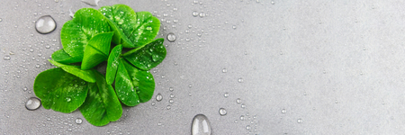 Clover leaves on a gray background with droplets of water. St.Patrick 's Day