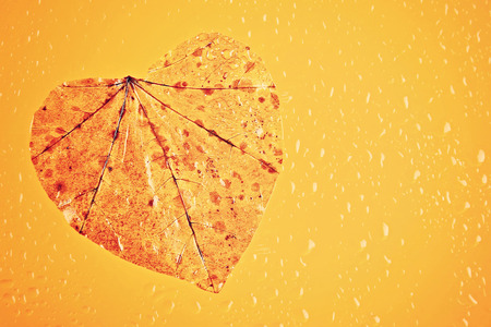 Yellow autumn leaf in the shape of a heart on a rainy glassの写真素材