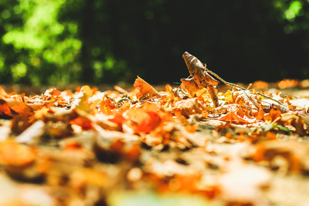 background of autumn leaves autumn leaves in a Park on earth, yellow, green leaves in autumn Parkの写真素材