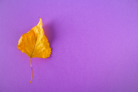 Yellow autumn leaf on a purple backgroundの写真素材