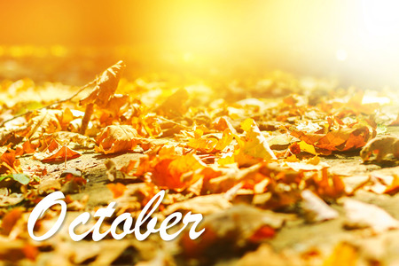 background of autumn leaves autumn leaves in a Park on earth, yellow, green leaves in autumn Park. Hello octoberの写真素材