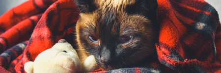 The Siamese Thai cat is wrapped in a plaid with a soft toy. The concept of autumn, winter, cold. Waiting for heating, heatの写真素材