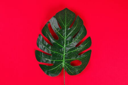 Summer ideas concept with tropical leaf white and black frame border with on red burgundy paperの写真素材