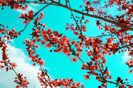Pink Flowers Blooming Peach Tree at Spring. Bright Blue Sky as Background. Creative toning.