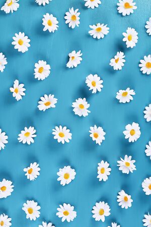 Daisies on a blue background. Top view. Summer background. Flat lay.の写真素材
