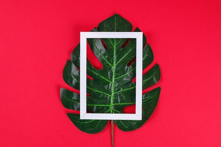 summer ideas concept with tropical leaf white and black frame border with on red burgundy paper background. Top view. free copy space. Flat lay, mock up.の写真素材