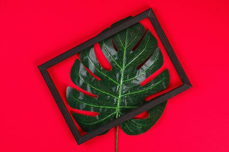 summer ideas concept with tropical leaf white and black frame border with on red burgundy paper background. Top view. free copy space. Flat lay, mock up.の写真素材