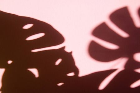 Shadow of monstera leaves on a pink background.の写真素材