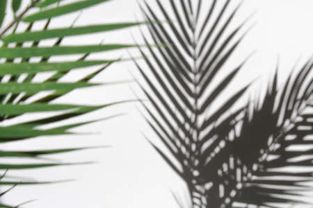 Palm leaves and their shadow on an white background. Summer concept.の写真素材