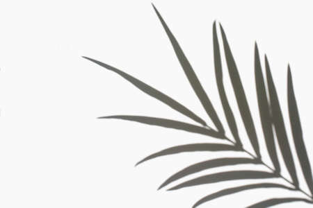 Palm leaves and their shadow on an white background. Summer concept.の写真素材