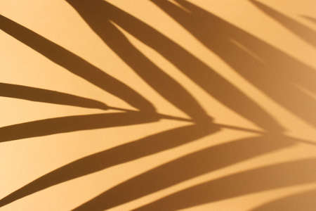 Palm leaves and their shadow on an orange background. Summer concept.の写真素材