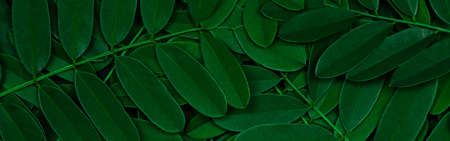 Green leaves pattern background with dark green leaves, fresh flat background. Flat lay. Nature...