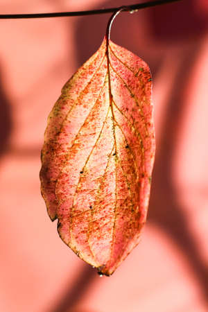 The red autumn leaf hangs from the branch on a bright sunny day.