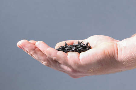 Black iron screws in the palm for wood. Fasteners and hardware in hand.の写真素材