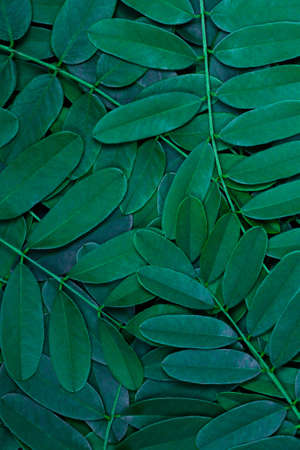 Green leaves pattern background with dark green leaves, fresh flat background. Flat lay. Nature...