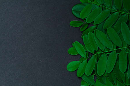 Green leaves on black background with copy space. Natural background and wallpaper.