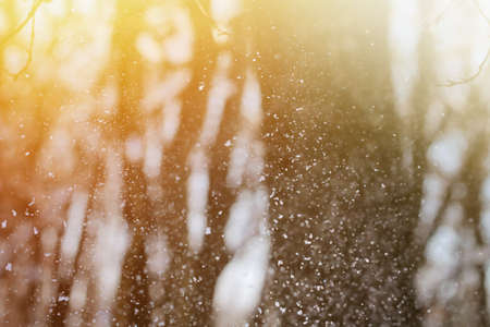 Snowfall Winter snow. Snow texture. Texture for design. Snowy white texture. Snowflakes.