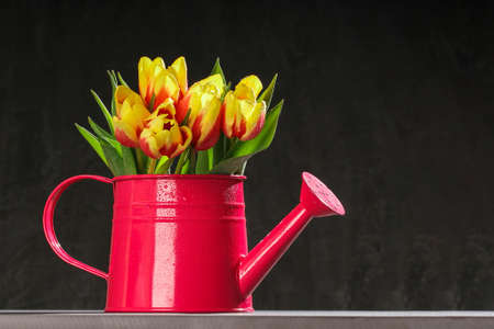 A bouquet of tulips as a gift for March 8, Mothers Day, Valentines Day. Easter decor. Flowers tulips on a black background.の写真素材