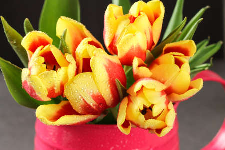 A bouquet of tulips as a gift for March 8, Mothers Day, Valentines Day. Easter decor. Flowers tulips on a black background.の写真素材