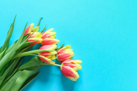 A bouquet of tulips as a gift for March 8, Mothers Day, Valentines Day. Easter decor. Top view. Copy space. Flowers tulips on a blue background.の写真素材