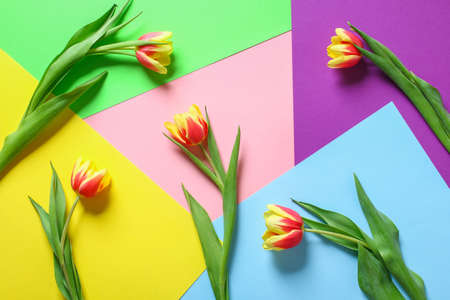 A bouquet of tulips as a gift for March 8, Mothers Day, Valentines Day. Easter decor. Top view. Flowers tulips on a colorful background.の写真素材
