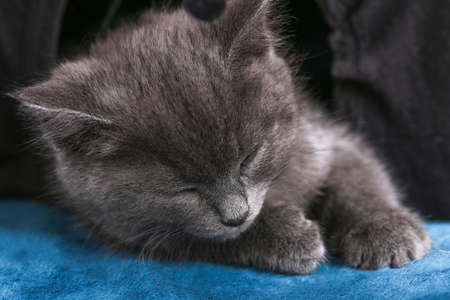 A small gray kitten falls asleep after active games. Sleeping a cat.