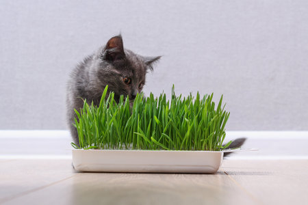 A small gray kitten eats green grass to breed fur. The cat eats oats a source of vitamins.の写真素材